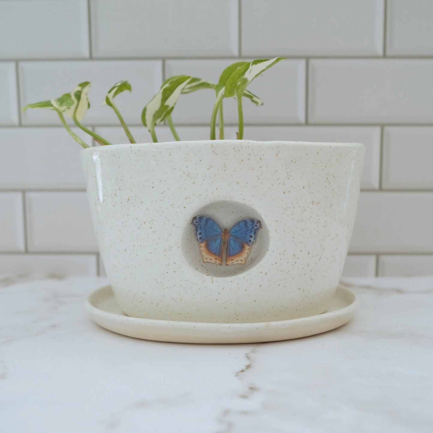 Butterfly Planter #2